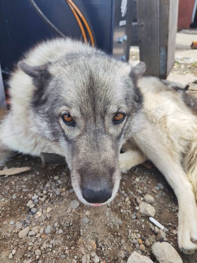 A medium shot captures a large dog with grey and white fur resting on the ground in Termal'nyy, Russia. The dog is positioned in a frontal view, with its head slightly tilted forward and its tongue peeking out. Its eyes are a warm amber color, and its ears are perked up, suggesting alertness. The dog's body is stretched out, with its front paws tucked beneath its chin and its hind legs extended to the right. The ground beneath the dog is covered with small stones and pebbles, with a white cigarette butt visible to the right of its paw. In the background, a dark blue cylindrical object and a wooden post are visible, with hints of a red building in the distance. The overall scene appears to be an outdoor setting, possibly a yard or a rural area.