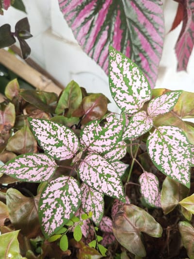 The image showcases a vibrant collection of indoor plants. A striking Polka Dot Plant (Hypoestes phyllostachya) with green leaves speckled with bright pink dominates the view. This is complemented by pink and green Begonia maculata. Arrowhead plant are nestled in the base. The plants are potted in a small container. The diversity in textures and hues creates a lively and visually appealing arrangement.