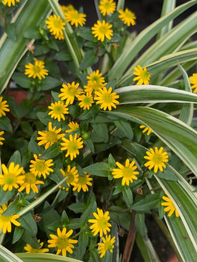 The image depicts a cluster of small, yellow, daisy-like flowers with green foliage. In the background, long, slender leaves with white and green stripes are visible, suggesting a plant like a spider plant or a similar ornamental variety. The lighting indicates an outdoor setting, possibly a garden or potted arrangement. The scene is focused on the vibrant yellow flowers and the contrasting green and white foliage. There is no indication of a specific location in Птицевод-2 Снт, Russia; this is a generic botanical scene. No people or actions are present in the image.
