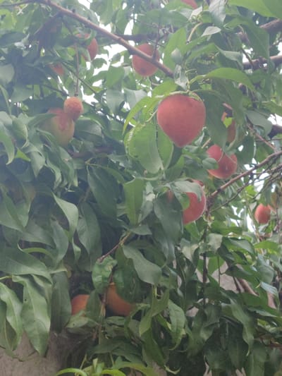 The image shows a close-up view of a peach tree laden with ripe peaches. The branches are heavy with the fruit, which is predominantly red and orange in color, with some showing green undertones. The leaves of the tree are a vibrant green, creating a lush backdrop. The peaches are clustered together, with some hanging from thin stems. The lighting suggests it is daytime, with dappled sunlight filtering through the leaves. The scene is likely a garden or an orchard in the city of Жаңы-Абад, Kyrgyzstan, given the prompt's context. The image focuses solely on the fruit and foliage of the tree, with no visible people or surrounding urban elements.