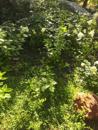 The image shows a garden area with lush green foliage and several white hydrangeas in bloom. The sun is casting dappled shadows across the scene, indicating it is daytime. In the background, a stone staircase is visible, suggesting a sloped terrain. A large, reddish-brown rock rests on the ground in the lower right portion of the image, surrounded by smaller green plants. Black irrigation tubes are also visible running through the garden beds. The overall impression is of a naturalistic and somewhat overgrown garden space, likely in a residential or park setting.