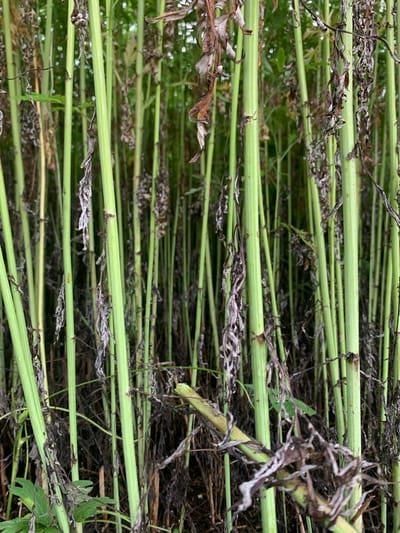 The image shows a dense stand of tall, green plant stalks, likely hemp, in an outdoor setting. Many of the stalks are smooth and have a ribbed texture. Interspersed among the green stalks are numerous dried, brown, and withered plant matter, appearing as brittle, shredded foliage hanging from the stalks. The background is a blur of more green and brown, suggesting a thick growth of similar vegetation. A few scattered green leaves are visible at the bottom left and on some of the stalks. One thicker, yellowish stalk is visible at an angle in the mid-ground. The lighting appears natural, suggesting it was taken during daylight hours, possibly overcast given the soft light. The scene evokes a sense of untamed growth and the natural cycle of decay within a field or natural area. This scene is not specifically identifiable as being located in Ustinovka, Russia.