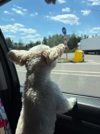 The image shows a small, fluffy white dog with long ears looking out of a car window. The dog's head and upper body are visible, with sunlight illuminating its fur. The background outside the window shows a bright blue sky with scattered white clouds, green trees, and a road with white lane markings. A yellow traffic barrier and a traffic sign with red and white stripes are also visible. The car interior is dark, with the sun casting a shadow on the door panel where the dog is resting. The scene appears to be set during the daytime, with clear weather. The dog's posture suggests curiosity and engagement with the outside world. There is no visible text in the image. The location context is Voronezh, Russia.