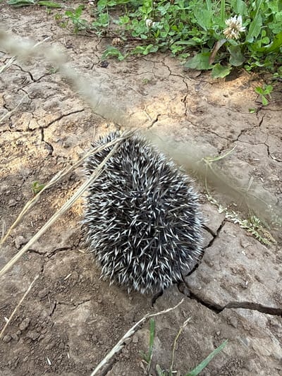 The image shows a hedgehog curled into a ball on dry, cracked earth. The hedgehog's spines are prominent, a mix of black and white. To the left of the hedgehog, there is green foliage with small white flowers, suggesting a natural, outdoor setting. Several dry, straw-like stalks of grass are also visible on the ground, some crossing over the hedgehog. A faint cloud of dust is seen near the hedgehog, possibly indicating movement or disturbance of the dry soil. The lighting suggests it is daytime, with harsh shadows cast by the spines and foliage. The overall impression is one of a small creature in a somewhat arid environment. The location is identified as Kalinino, Russia.