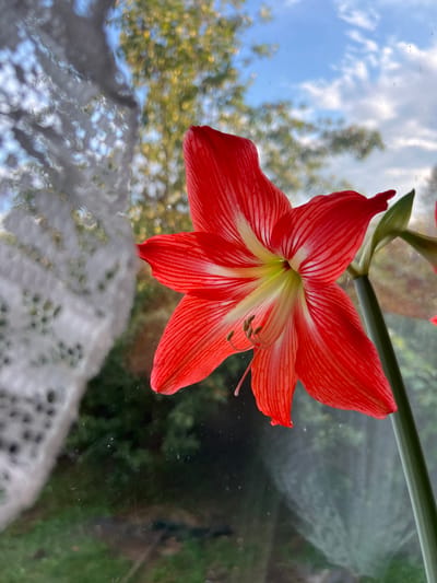 The image shows a red and white amaryllis flower in bloom, positioned in the foreground. The flower is viewed from a slightly low angle, with its petals unfurling. A thin, green stem supports the bloom. Behind the flower, a window pane is visible, through which the exterior environment can be seen. The background is a blur of green foliage, suggesting trees and grass, with patches of blue sky and white clouds. A sheer white curtain is draped on the left side of the window, partially obscuring the view. The lighting suggests it is daytime, possibly late afternoon, with sunlight filtering through the window. No people are present in the image, and no specific location in Yakshur-Bod'ya, Russia, can be identified from the visual information provided. The scene is static and appears to be an indoor setting looking out.