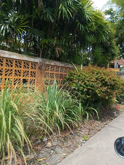 The scene depicts an outdoor environment in Cibeureum, Indonesia, observed from a low angle, potentially from a moving vehicle. A light gray concrete curb or path runs diagonally from the lower left to the lower right. To the immediate left of this path is a strip of soil covered with dried leaves, small rocks, and scattered litter including yellow and red plastic fragments. Several clumps of tall, slender green grass-like plants, with some browning at the tips, grow from this ground strip.
Dominating the mid-ground is an aged, orange-brown concrete wall featuring multiple rectangular ventilation blocks with intricate, repeating circular and geometric patterns. The wall exhibits signs of weathering and discoloration. Directly behind the wall on the right side, a dense green bush with reddish new growth is present. Behind the wall and extending across the upper portion of the frame is a dense growth of tall, dark green palm-like plants with fan-shaped leaves. Through and above this foliage, patches of a bright sky are visible, along with the reddish-orange tiled roof and white eaves of a distant residential structure on the far right. A portion of a dark, reflective object, possibly a vehicle mirror, is visible in the lower right corner. No individuals or active subjects are present.