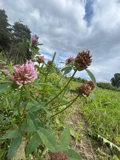 The image is a low-angle, close-up shot of red clover (Trifolium pratense) flowers and foliage in a rural setting. In the foreground, several pink clover flower heads are visible, some in full bloom and others in various stages of drying and browning. The clover leaves are green and trifoliate. The background consists of a grassy field, a dirt path, and a line of trees, including pine trees, under a cloudy sky. The scene appears to be a natural, uncultivated area. The location is identified as Krasnenskoye rural council, Belarus. There are no people or animals present in the image.