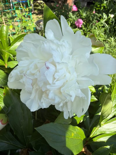 The image is a close-up, outdoor, vertical shot of a white peony flower in full bloom. The peony is the dominant subject, with its dense, ruffled petals filling much of the frame. Hints of deep pink or reddish-purple color are visible on the edges of some inner petals. The flower is surrounded by lush, dark green foliage. In the background, out of focus, are more green leaves and some blurry pink flowers, suggesting a garden setting. A green lattice structure can be seen in the upper left corner. The lighting suggests it is daytime, with shadows present on some of the leaves. The image does not contain any people or specific landmarks that would allow for precise location identification within Tarusa, Russia; it depicts a common garden scene.