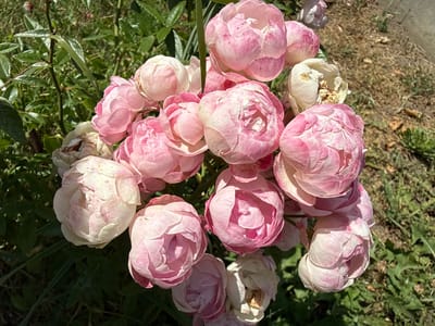 A close-up, high-angle shot captures a cluster of pink and white roses in Yakushyntsi, Ukraine. The roses are varied in their stage of bloom, with some fully opened and others still in bud. The petals exhibit delicate pink hues, with some featuring darker pink streaks. The background is a mix of lush green foliage and dry, brown grass, suggesting an outdoor garden setting. The lighting indicates a bright, sunny day. There are no people or animals visible in the image.