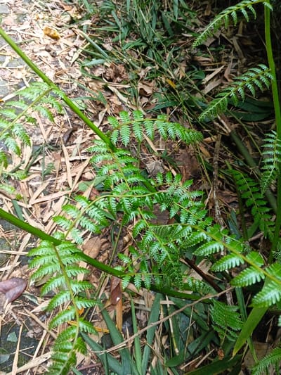 The image depicts a close-up, downward-angled view of vibrant green fern foliage in a natural environment within Soibada, East Timor. Multiple fronds of a fern species are prominent, characterized by their bright green color and finely serrated leaflets (pinnae). These fronds emerge from thick, smooth, lime-green stipes or rachises. The ground beneath and surrounding the ferns is predominantly covered with a dense layer of dry, light brown and beige fallen bamboo leaves and slender, light-colored bamboo stalks, interspersed with darker soil or rock patches and some scattered green blade-like vegetation. No individuals, animals, or specific actions or interactions are visible in the scene.