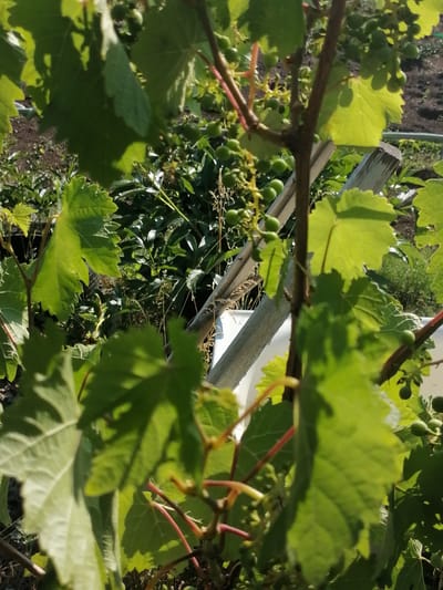 The image shows a close-up view of a grapevine with small, green grape clusters and large green leaves. The grapevine is supported by a wooden stake. In the background, there is lush green foliage and a patch of dark soil, suggesting a garden or vineyard setting. The lighting indicates it is daytime. The location is identified as Kozhokhovo, Kazakhstan.