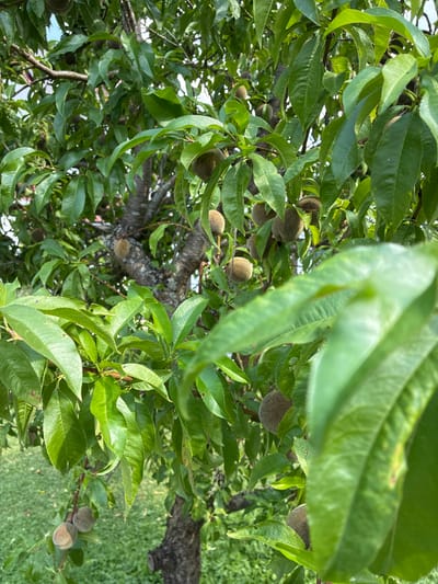 A close-up shot shows a peach tree with several small, unripe peaches on its branches. The leaves are a vibrant green, and some are partially obscuring the view of the fruit. The trunk of the tree is visible, with its rough bark. The background is blurred, but suggests an outdoor setting with greenery. The image was taken in the city of Bad Hersfeld, Germany, on a sunny day.