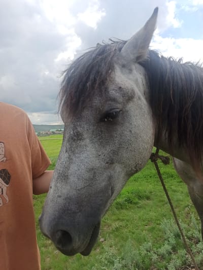 A close-up, eye-level medium shot captures a grey horse's head and neck, positioned slightly off-center to the right. The horse's face is angled downwards and to the left, with its eyes partially closed. A dark rope is tied around the horse's neck. To the left of the horse, a person wearing an orange t-shirt with a graphic print is visible from the shoulder down. The background is a lush, green meadow under a cloudy sky. In the distance, a small village with houses and trees can be seen nestled amongst rolling hills. The overall impression is a serene, rural landscape in Нигаматово, Russia.