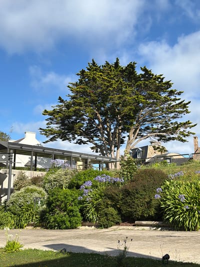 This is a landscape photograph taken outdoors in La Clarté, France. The image features a large tree with dense, green foliage in the center, set against a bright blue sky with scattered white clouds. To the right of the tree, there is a tiered garden with various types of bushes and flowering plants, including purple Agapanthus. A concrete pathway runs alongside the garden. In the background, a multi-story building with a stone and dark-colored facade is visible, suggesting a residential or possibly commercial property. The lighting indicates it is daytime, with distinct shadows cast on the pathway and ground, implying sunny weather. The overall scene evokes a sense of a well-maintained garden and outdoor living space. There is no visible text in the image.
