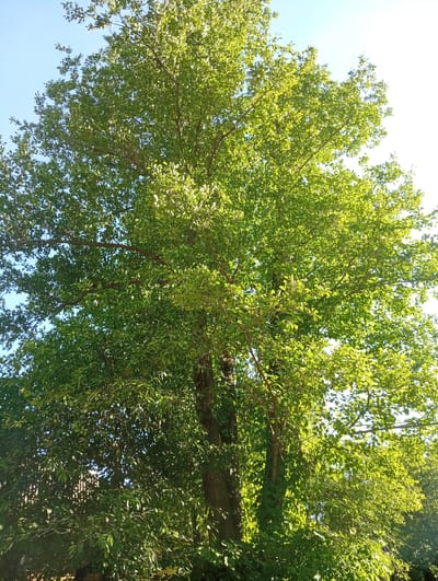 This is a vertical, eye-level, medium shot of a large deciduous tree in the city of Garbavitski Sel'ski Sovet, Belarus. The tree is full of green leaves and its branches reach towards a clear blue sky. The sun is shining, casting light and shadows throughout the foliage. The base of the tree is partially obscured by dense green undergrowth. A wooden fence is visible in the lower left corner. The image captures a natural outdoor scene, with the focus on the lush greenery of the tree.