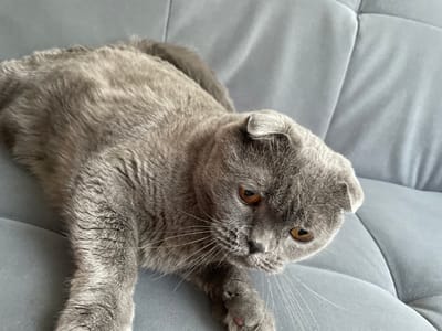 A medium shot photo shows a grey Scottish Fold cat lying on a plush grey couch. The cat's ears are folded forward, and its amber eyes are looking down and to the right. Its whiskers are long and white. The cat is positioned in the foreground, with its body extending towards the left side of the frame. The couch has a textured surface with visible stitching. The lighting is soft and natural, suggesting an indoor environment. The photo was taken in Kamyshlov, Russia.