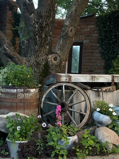This image depicts a rustic outdoor decorative arrangement located within Мірскі сельскі Савет, Belarus. The scene is dominated by a large, gnarled tree with textured, dark bark and multiple exposed roots, positioned on the left and extending upwards. Behind the tree and to its right stands a reddish-brown brick wall, part of which is covered with dark green ivy on the far right. A narrow, dark-framed vertical window is visible in the brick wall to the right of the tree, reflecting a light-colored outdoor scene.
In the midground, a weathered, half-barrel planter with distressed white paint on its rim and metal bands contains dense green foliage and small white flowers. Adjacent to this barrel on the right is a large, greyish-brown wooden wagon wheel with visible spokes and a central hub, leaning against or integrated into a larger, distressed wooden structure. This structure, possibly a cart or chest, exhibits white paint, rusted metal hardware, and a draped light-colored fabric or canvas with a coiled rope.
The foreground features an assortment of potted plants and natural elements. A grey, faceted pot on the lower-left contains vibrant green foliage and several small white flowers with purple centers. To its right, a silver-toned, textured pot holds green plants and a tall stalk of bright pink flowers. Further right, another light grey, textured pot displays white and yellow daisy-like flowers. Dark, reddish-brown ground cover is interspersed between the containers. Several irregularly shaped, light grey rocks are positioned among the plants, contributing to the natural, aged aesthetic of the display. No individuals are present in the image.