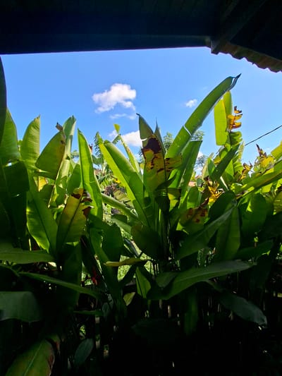 The image is an upward view of lush vegetation and the sky, taken in Lodtunduh, Indonesia. Large green leaves, some with brown spots, fill much of the frame, angled upwards toward a blue sky with scattered white clouds. A portion of a dark, possibly wooden, structure is visible at the far left edge of the frame. The lighting suggests a sunny day, with shadows playing across the leaves. The scene appears to be a close-up view of the vegetation, possibly from underneath the foliage.