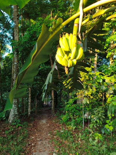 The image depicts a lush, tropical environment, likely in a rural area within Valencia, Philippines. A bunch of unripe, green bananas hangs prominently from a banana tree. The large banana leaf is partly illuminated by sunlight. A narrow dirt path, covered with fallen leaves, leads through the densely forested area. Several tall, slender trees line the path, and various types of green vegetation fill the scene. No people are visible in the image.