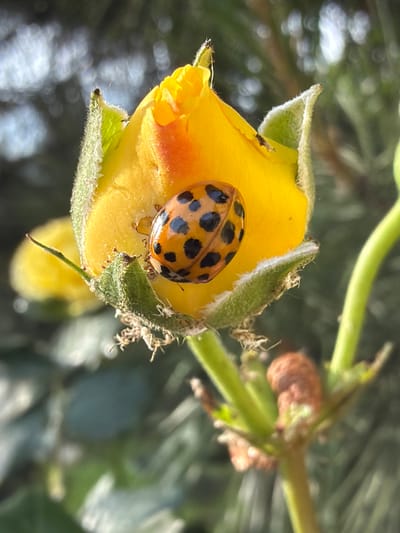A close-up, macro photograph captures a ladybug perched on a vibrant yellow rosebud. The ladybug, with its characteristic black spots on an orange shell, is the focal point, positioned centrally on the partially opened petals. The rosebud itself exhibits shades of yellow and hints of orange, with its green sepals covered in fine, fuzzy hairs. The background is softly blurred, showcasing a dappled sunlight effect filtering through foliage, suggesting an outdoor environment. The overall impression is one of delicate natural beauty and the intricate details of insect life. This photograph was taken in Pishchanka, Ukraine.