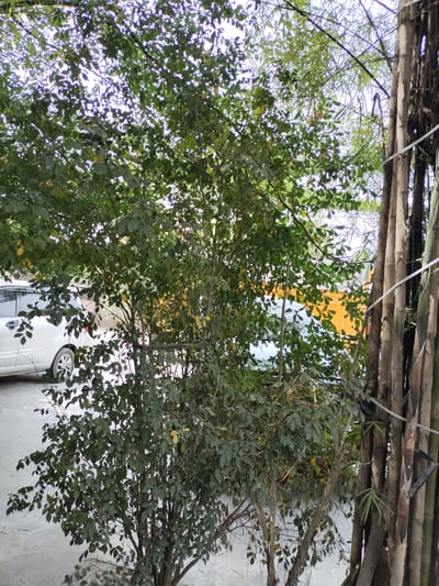 The image depicts an outdoor scene with dense foliage in the foreground, comprising a leafy tree with small yellow fruits. To the right, a cluster of tall, dried bamboo stalks stands vertically. Partially visible behind the tree, a silver car is parked on a concrete surface. Further in the background, a yellow structure is discernible. The lighting suggests it is daytime. The location is identified as Keudealue Ie Puteh, Indonesia.
