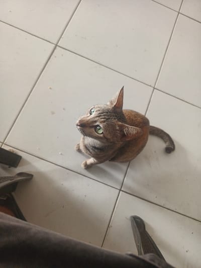 A tabby cat with bright green eyes sits on a tiled floor, looking upwards. The cat is brown with dark stripes and has a long, bushy tail. In the foreground, a person's legs are visible, clad in dark pants. The floor tiles are large and off-white, with visible grout lines. The scene appears to be indoors, possibly in a home. The location is Namplohbaro, Indonesia.