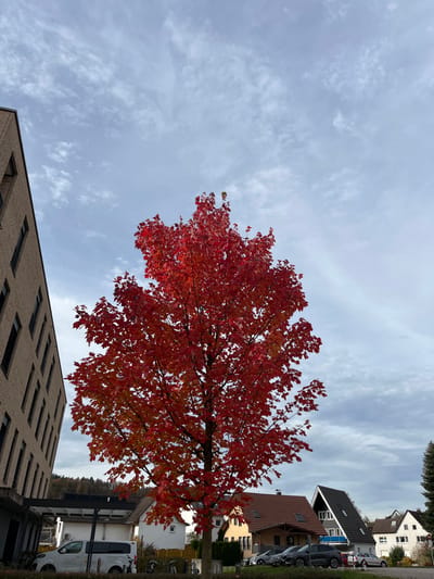 This image captures an outdoor urban scene in Oppenau, Germany, under an overcast sky with scattered white and grey clouds. A large deciduous tree, centered in the lower half of the frame, displays vibrant red and orange autumn foliage. To the left, a modern, multi-story building with a light brown brick facade and multiple dark-framed, rectangular windows runs vertically. Below this building, a white Mercedes-Benz Sprinter van is parked beneath a black, cantilevered canopy structure. In the midground and background to the right, a residential area features several detached houses with varying architectural styles, including one with a brown-tiled gabled roof and light-colored walls, and another with a steep, dark grey gabled roof and white walls. Multiple passenger vehicles, including dark-colored SUVs, are parked along a street or parking area in front of these houses. Distant hills with green vegetation are visible on the horizon to the far left. No individuals are visible.