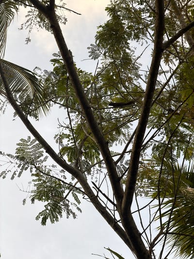 A low-angle shot looks up through the branches of trees and a cloudy sky. The trees are dense with small, compound leaves and palm fronds. The image is taken from a position in ตำบล เขาหลัก, Thailand, as evidenced by the surrounding tropical flora and the type of trees. There are no people or animals visible in the frame, and no apparent human activity. The environment appears to be a natural setting, possibly a park or a garden.