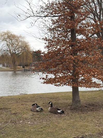 The image shows a lakeside scene in Woodstock, Canada. Two Canada geese are resting on the grassy bank. A large tree, retaining brown leaves, stands near the water's edge. The lake water is calm. A second bare tree is in the background, alongside what appears to be a building with a shoreline. The sky is overcast.