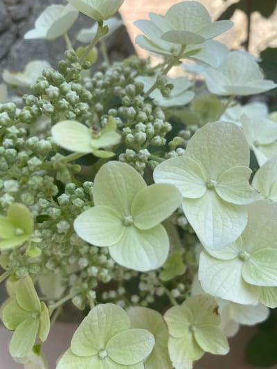 The image displays a close-up view of a cluster of white and pale green hydrangea flowers and buds. The flowers have delicate, layered petals and are arranged in a dense inflorescence. Numerous small, unopened buds are visible, suggesting that the flowers are in various stages of bloom. The background is softly blurred, with hints of a textured surface, possibly a stone wall, and muted natural light creating a gentle, diffused effect. The scene is devoid of people or any discernable urban elements; it captures a natural, botanical subject. The context of Albergaria-a-Velha, Portugal, suggests this image might be from a garden or natural setting within that locale, but no specific landmarks or environmental indicators within the image confirm this.