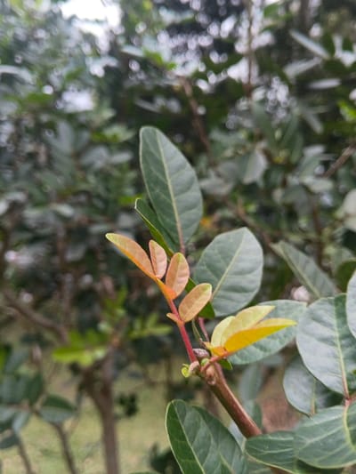A close-up view of a green bush with a reddish-brown branch in focus. New leaves sprouting from the branch display shades of red, orange, and yellow, contrasting with the mature green leaves. The background shows a blurry green foliage. The image is well-lit, highlighting the textures of the leaves and the branch.