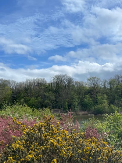 The image captures a serene natural landscape, likely a park or countryside area within Portsmouth, United Kingdom. The scene is bisected by a calm body of water, possibly a canal or pond, flowing horizontally across the midground.

The sky, occupying the upper portion of the frame, is a clear and vibrant blue, dotted with fluffy white cumulus clouds and subtle, wispy cirrus clouds, suggesting bright and pleasant weather.

In the foreground, a prominent shrub bursts with numerous bright yellow flowers, likely gorse or broom, dominating the right side of the image. Behind this, bursts of delicate pink/purple blossoms and white flowers are visible, adding layers of color and indicating a springtime setting. A dense line of trees forms the backdrop to these flowering bushes and borders the water. Some trees exhibit bare branches, typical of early spring deciduous trees, while others are adorned with lush green foliage. The far bank of the waterway is also heavily wooded with green trees and bushes, creating a rich natural boundary.

The water itself appears calm, reflecting the surrounding greenery and sky with a greenish-brown hue. The bright illumination suggests the time of day is likely morning or early afternoon. No people, animals, or discernible man-made structures are visible. The overall atmosphere conveyed is one of peaceful natural beauty and the freshness of spring. There is no visible text within the image.