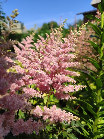 This is a close-up, eye-level, outdoor photograph of pink astilbe flowers in bloom. The flowers are clustered together in feathery plumes and are the primary subject, occupying most of the frame. The background is blurred, showing a bright blue sky above a green, leafy environment with hints of buildings and other vegetation. The lighting suggests it is a sunny day. There are no people or animals visible in the image. The scene appears to be a garden or park in Sovetsko-Nikol'skoe, Russia.