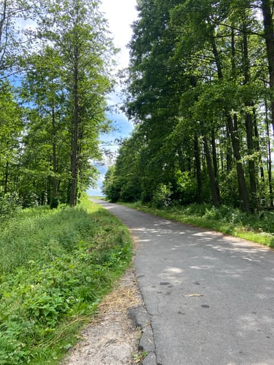 The image shows a paved road curving to the left through a dense forest with tall, leafy green trees on both sides. The road surface is gray asphalt with some cracks and dark spots. Lush green vegetation, including grass and bushes, grows along the edges of the road. Sunlight filters through the trees, casting dappled shadows on the road and the surrounding greenery. In the distance, the road appears to lead towards an open area with a bright sky, suggesting a clearing or the edge of the forest. The overall scene is one of a natural, wooded environment with a pathway winding through it, likely in a rural or park-like setting within the Салонскі сельскі Савет region of Belarus. There are no people or animals visible in the image.