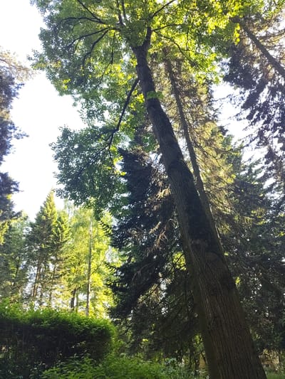 The image presents an upward view into a dense tree canopy within a forest or park setting in Быково, Russia. The sky, visible through gaps in the foliage, appears bright and uniformly illuminated, suggesting an overcast condition or strong backlighting. A large, dark-barked deciduous tree, possibly a linden or oak, prominently occupies the right side of the frame, its trunk extending diagonally from the lower right to the upper right. Its upper branches and leaves are vibrant green and conspicuously backlit. Surrounding this tree, and throughout the scene, are numerous tall conifer trees, likely spruce or fir, characterized by their dark, dense needle clusters and vertical trunks. These conifers cast deep shadows in their lower canopies while their upper branches catch the ambient light. In the mid-ground, particularly towards the left, lighter green deciduous trees, possibly birches, are also visible, illuminated against the backdrop of darker conifers. The bottom portion of the image reveals lush green undergrowth and a distinct, trimmed green shrub or hedge. No individuals, animals, or artificial structures are discernible within the frame. The scene depicts a natural environment under daylight.