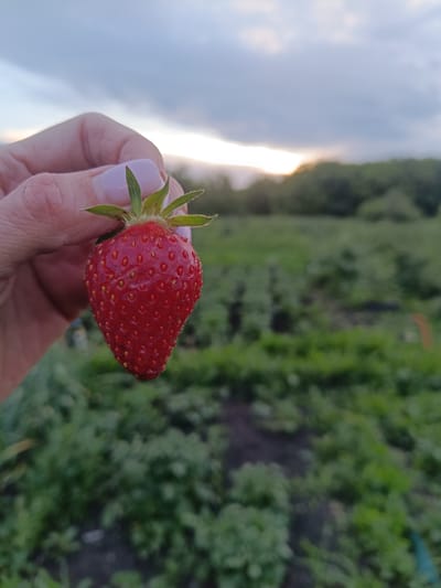 In Verkhnie Chershily, Russia, a close-up shot captures a hand holding a ripe strawberry against a backdrop of a field and cloudy sky at dusk. The strawberry is red with visible seeds and green leaves at its stem. The hand has light-colored fingernails with a pale pink polish. The background shows a green field with rows of plants, suggesting a garden or farmland, and a treeline in the distance. The sky is overcast with diffused light from the setting sun.
