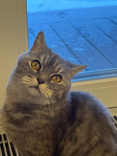 The scene is set indoors in Finskiy Briz, Russia. A domestic shorthair cat with grey tabby markings and bright amber-yellow eyes, featuring vertically slit pupils, is centrally positioned. Its head is tilted sharply to the viewer's left, with both ears slightly flattened and angled outwards. Long, white whiskers extend prominently from its muzzle. The cat's upper torso, covered in short grey fur with darker tabby stripes, is visible. In the immediate foreground, a white horizontal structure, consistent with a window sill or radiator surface, extends across the lower portion of the frame. A dark grate, likely part of a radiator, is partially observable at the lower left. The background, viewed through a window, reveals an outdoor environment covered in snow, which exhibits a distinct blue tint under the prevailing light. Horizontal planks, resembling a wooden deck or patio, are discernible beneath the snow, which also bears indistinct imprints.