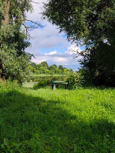 The image depicts a natural outdoor scene, likely in a park or along a body of water. In the foreground, a thick, lush expanse of green grass covers the ground, with some areas partially shaded by unseen trees. To the left, the trunk of a large tree with rough bark is visible, with its branches and foliage extending towards the top of the frame. In the middle ground, a dark green park bench with a weathered wooden slat seat and metal legs stands on the grass. Behind the bench, a body of water, possibly a lake or river, reflects the sky and surrounding trees. The water's surface is dotted with lily pads. A dense line of trees forms the backdrop, with a bright blue sky dotted with white, fluffy clouds overhead. The overall impression is one of a serene, summery day in a tranquil, natural setting.