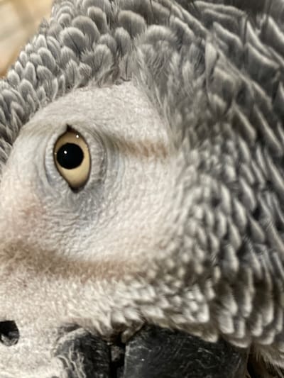 This is a close-up, matter-of-fact photographic depiction of the head of an African Grey Parrot, located in Ahronomichne, Ukraine. The primary subject is the bird's right eye, sharply in focus. The eye exhibits a distinct black circular pupil surrounded by a pale yellow iris. A small, bright white specular highlight is present within the pupil, indicative of a light source reflection. The skin immediately surrounding the eye is unfeathered, appearing pale grey-white and subtly textured. The bird's plumage consists of various shades of grey feathers, densely packed and individually discernible around the head and neck, with darker tones contributing to the feather structure and lighter tones highlighting the feather edges. A portion of a dark grey or black beak is visible in the lower left quadrant. The background is rendered out of focus, showing soft, indistinct tones of light brown and beige, suggesting an indoor environment. No people, active movements, or interactions are visible in the scene.