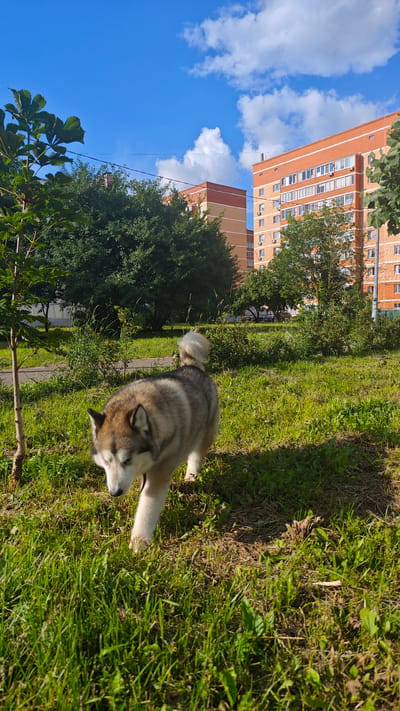 This media file captures an outdoor scene featuring a dog walking on a grassy area with a backdrop of apartment buildings. The dog, which appears to be an Alaskan Malamute, is a prominent subject, walking towards the viewer with its head lowered. It has thick, grey and white fur, and its tail is curled over its back.
The setting is a grassy lawn with some sparse trees and bushes. A small sapling is visible to the left of the frame. In the background, two multi-story apartment buildings, constructed with orange brick, dominate the scene. Power lines are also visible stretching across the sky.
The time of day is clearly daytime, indicated by the bright sunlight casting shadows on the grass and the clear blue sky dotted with fluffy white clouds. The weather appears to be pleasant and sunny.
The overall mood is peaceful and natural, with the dog enjoying a walk in an urban green space. There is no visible text in the image. The location context suggests this scene is in Shchapovo, Russia.