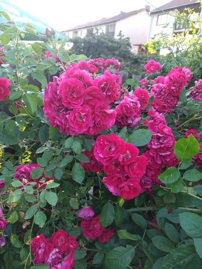 The image is a close-up, eye-level, outdoor, natural light photograph of a densely packed bush of vibrant pink roses in bloom. The roses are the primary subject, filling the majority of the frame. They are varied in their bloom stage, with some fully opened and others still in bud. The petals are a rich, saturated pink, with some showing hints of darker red or lighter pink. The leaves are a deep green, some showing signs of slight imperfections or age. In the background, out of focus, are hints of residential buildings with light-colored walls and brown roofs, and green foliage of trees and shrubs. A wooden fence is partially visible behind the rose bush. The scene appears to be a garden in a residential area, likely a backyard. The location is specified as Dobev, Czechia. There are no people or animals visible in the image. The overall impression is of a lush, thriving rose bush bathed in soft, natural light, suggesting it was taken on a clear day.
