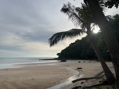 The image depicts a serene beach scene in Ban Bang Thao, Thailand, during what appears to be either sunrise or sunset, given the soft, diffused light. In the foreground, a large tree trunk dominates the right side of the frame, with a coconut palm tree to its left, its fronds fanning out against the overcast sky. The beach itself is a pale, sandy expanse, marked by the gentle ebb and flow of the tide, creating wet sand patterns. A small stream of water meanders across the sand, originating from the lush, green vegetation that covers a hillside forming the backdrop. Several large rocks are scattered on the beach, and a few smaller pieces of driftwood lie near the water's edge. In the distance, the calm, grey ocean stretches out to meet the horizon, with faint ripples on its surface. A few indistinct figures can be seen walking along the shore and near the treeline, suggesting a peaceful, uncrowded environment.