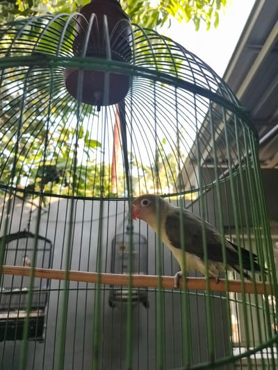 A lovebird is perched on a wooden dowel inside a green metal birdcage. The bird is facing right, with its head tilted slightly. Its feathers are a mix of grey, olive green, and white, with a pink beak and a light-colored eye. The cage has a domed top and is made of thin vertical bars. In the background, out of focus, other birdcages and lush green foliage are visible. Sunlight filters through the leaves, creating a dappled effect. The overall scene suggests an outdoor setting, possibly a home or aviary in Barengkrajan, East Java.