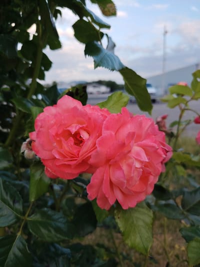 A close-up shot captures two vibrant pink roses in full bloom, their petals unfurling towards the viewer. The roses are positioned prominently in the foreground, surrounded by dark green foliage that creates a natural frame. In the background, the scene transitions to a more muted, urban environment under a pale sky. A blurred backdrop reveals what appears to be a parking lot with several vehicles, including a white van. A tall, thin pole, possibly a light post or antenna, stands in the middle ground. The overall impression is a blend of natural beauty juxtaposed with elements of a functional, outdoor urban space, suggesting this photograph was taken in a park or garden area within the city of Achern, Germany, possibly near a commercial or industrial zone given the presence of vehicles and structures.