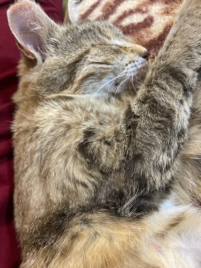 This is a close-up, overhead shot of a tabby cat sleeping on its side. The cat's fur is a mix of grey, brown, and black stripes, with some white patches visible on its underside. Its head is turned to the left, with one ear clearly visible and the other tucked under its body. The cat's eyes are closed, and it appears to be in a relaxed state. Its whiskers are long and white. The cat is lying on a dark red surface, possibly a blanket or piece of furniture, and behind its head, a patterned surface with brown and white stripes is visible. The lighting suggests it is daytime, and there are no visible environmental cues to suggest a specific location beyond what is provided in the metadata. There is no visible text in the image.