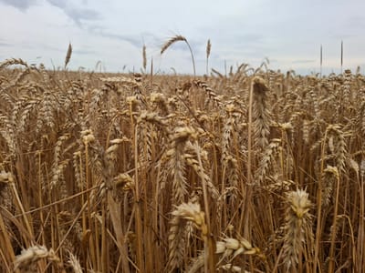 This is a low-angle, close-up, eye-level shot of a mature wheat field in Topaly, Ukraine. The wheat stalks, which are dry and golden brown, fill the frame from bottom to top, with some stalks extending above others. The focus is primarily on the wheat heads and stalks in the foreground, with the background blurring into a soft, indistinct expanse of more wheat under a cloudy sky. The clouds are grey and overcast, suggesting a possibly humid or rainy day. The scene is devoid of any people or animals. The overall impression is one of a vast, agricultural landscape at harvest time.