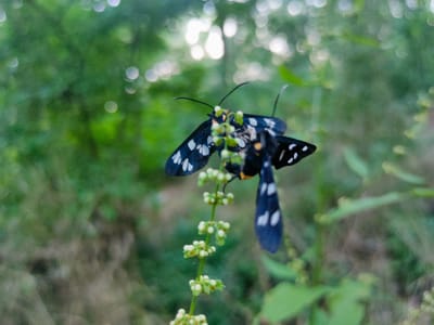 This media file features two black moths with white spots perched on a thin, green stem bearing small white buds. The moths are the primary subjects, with their wings spread, displaying intricate patterns. One moth is positioned slightly above and to the left of the other, and their bodies are partially intertwined as they rest on the stem. The background is a blur of green foliage, with several out-of-focus white circles suggesting dappled sunlight filtering through leaves. This creates a bokeh effect, drawing attention to the moths and the plant they are on. The overall impression is of a natural, outdoor scene, likely in a garden or wild area, given the vegetation. The lighting suggests it could be daytime, possibly late afternoon given the soft illumination and hints of sunlight. There is no visible text in the image. The scene appears peaceful and natural, capturing a moment of rest for these insects in their environment. The specific location context provided is Capaclia, Moldova, which hints at the type of flora and fauna one might expect to find in that region.