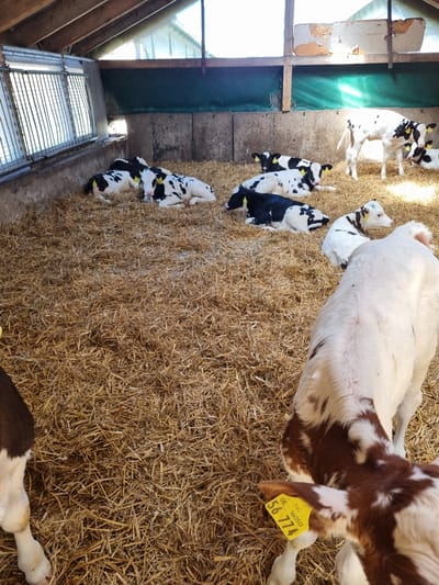 A herd of young calves, mostly black and white with a few brown and white, are resting and standing on a thick bed of straw in a barn. Some calves are lying down, while others are standing. One brown and white calf is in the foreground, facing away from the camera. Another white calf with brown markings is standing further back. Several calves have yellow ear tags with numbers. The barn has a wooden roof structure and concrete walls. There are metal bars on the left side and a green tarp or material behind the calves. Sunlight streams in from the top, illuminating the straw and calves. This image was taken in Zeulenroda-Triebes, Germany.