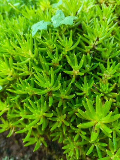 A dense carpet of bright green sedum-like succulents fills the frame. The tightly packed, fleshy leaves are needle-shaped and radiate from central stems, creating a starburst pattern. A few larger, rounded green leaves with water droplets rest amongst the succulents. The composition is primarily green, with hints of soil visible towards the lower left corner. The overall impression is lush and vibrant.