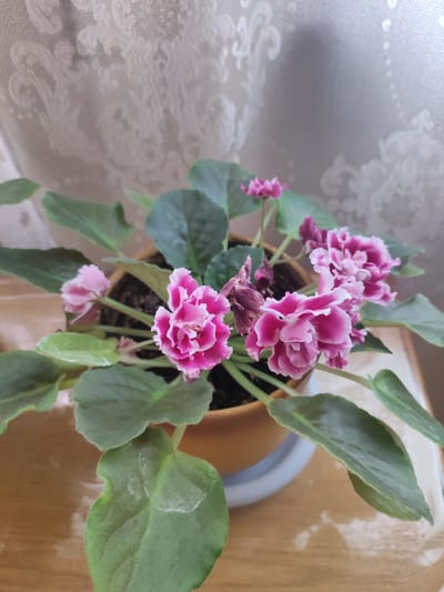 In a close-up, eye-level shot, a potted African violet with vibrant pink and white ruffled blossoms sits on a wooden surface. The plant is in a mustard-yellow pot with a blue saucer. The background features a textured, cream-colored curtain with a subtle damask pattern. The lighting is soft, suggesting an indoor environment. The image does not contain any people or depict any actions or interactions. The location of Тюмерево, Russia, is not discernible from the visual information provided in the image.